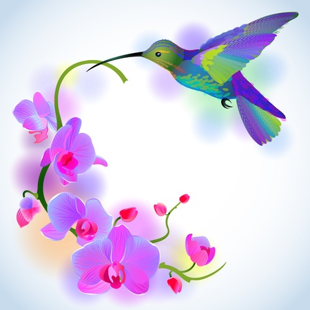greeting background with flitting humming-bird which brings gentle branch of beautiful pink orchidsのイラスト素材