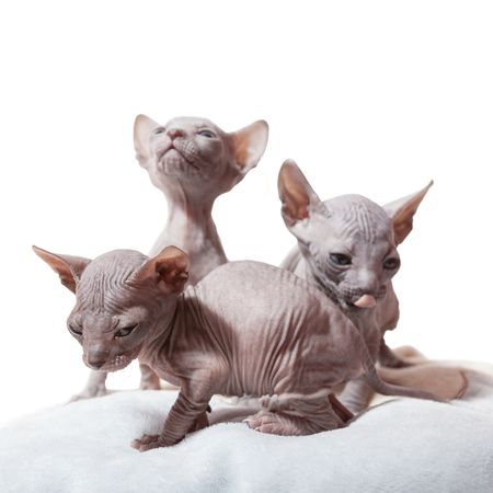 Three little cute Don sphynx kittens on the white の写真素材