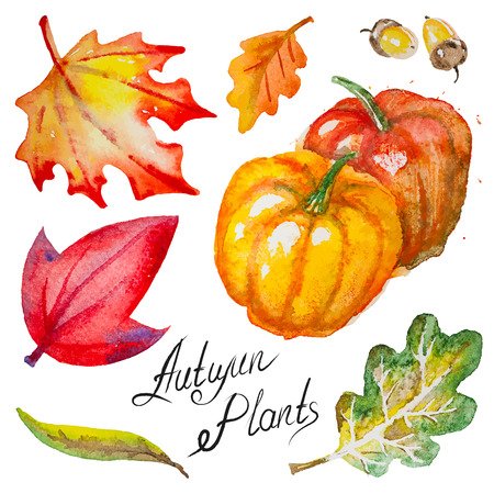 Set of hand drawn watercolor vector autumn pumpkins,leaves and acorns, isolated on the white backgroundのイラスト素材