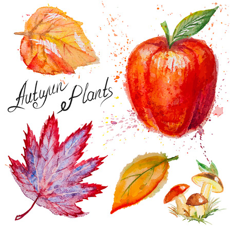 Set of hand drawn watercolor vector autumn leaves, mushrooms and apple,isolated on the white backgroundのイラスト素材