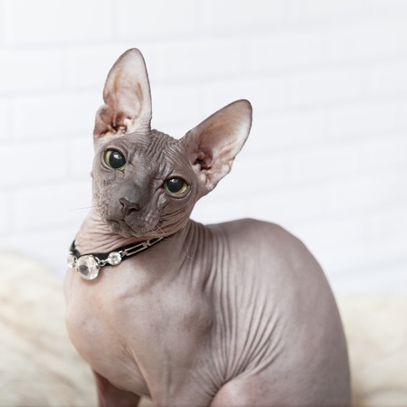 Light gray square background with Donsphinx cat in collar with diamondsの写真素材