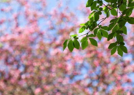 Spring blur background with green branchの写真素材