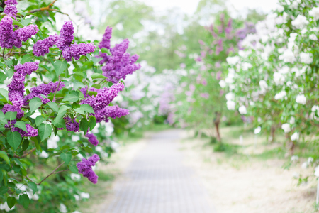 Spring garden with blooming lilac shrubsの写真素材