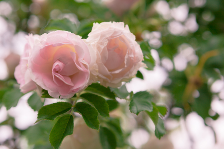 Bokeh background with pink roses blossomの写真素材
