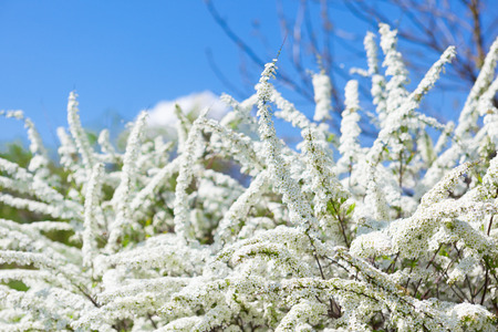 Spring fresh background with white flowers blossom