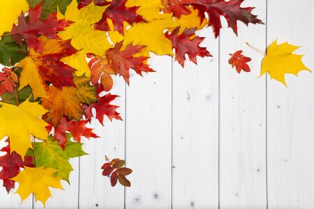 Bright autumn leaves on the white wooden background