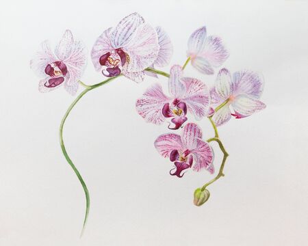Beautiful blooming branch with white purple orchid flowers. Watercolor hand drawn illustration on the white horizontal background with empty place for your text.の写真素材