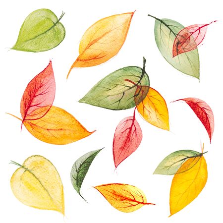 Set of bright orange,yellow,green,red hand drawn watercolor autumn leaves,isolated on the white background for your designの写真素材