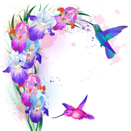 Vector print with Iris flowers and hummingbirdsのイラスト素材