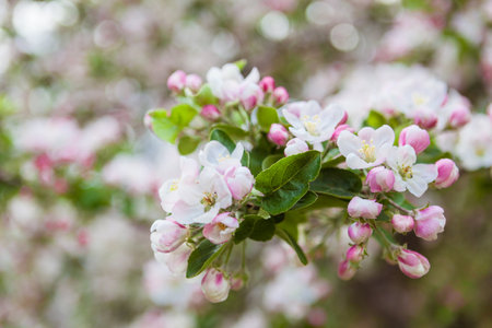 Spring apple tree blooming flowers close upの写真素材