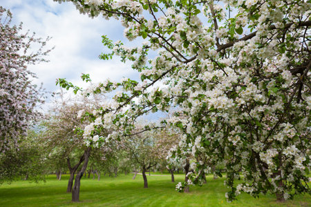 Spring green garden with blooming white apple treesの写真素材