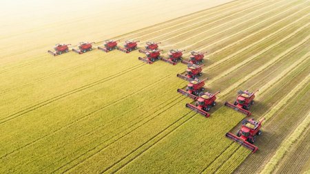 Aerial view of multiple red combine harvesters working in formation harvesting golden wheat field. Large-scale agricultural machinery operation during autumn harvest season in rural farming landscape.の素材