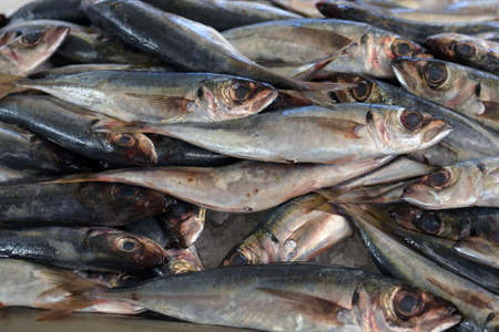 Fresh fish on the counter market in Funchal.