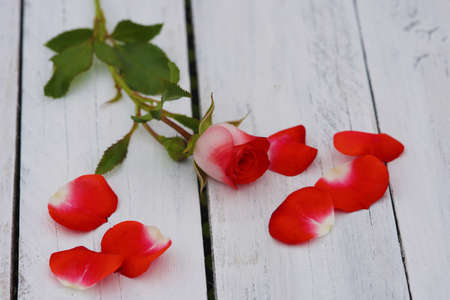 Red Rose in vase on wooden table with petalsの写真素材