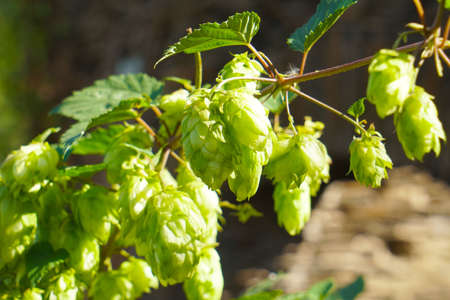 Wild hop growing in nature