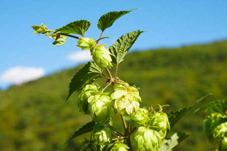 Hop umbels - ingredient for beer brewing