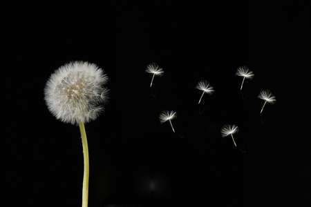 Faded dandelion on black background