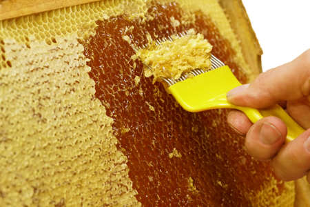 Uncapping of honeycombs - a visit to the beekeeper