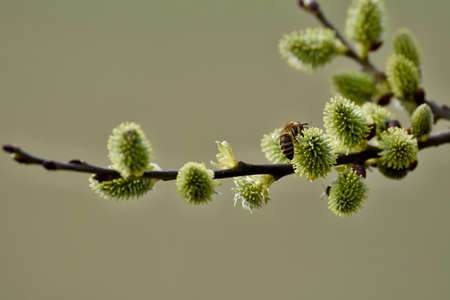 A bee is drinking a flowerの写真素材