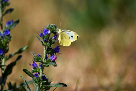butterfly on a flowerの写真素材