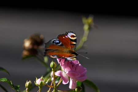 butterfly