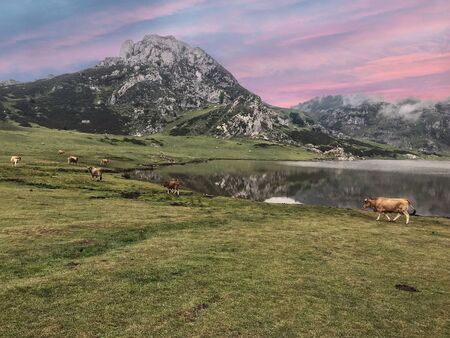 views of the beautiful lake of covadonga in asturiasの写真素材