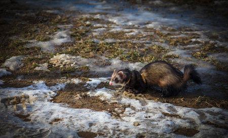 Ferret on walk in winter time