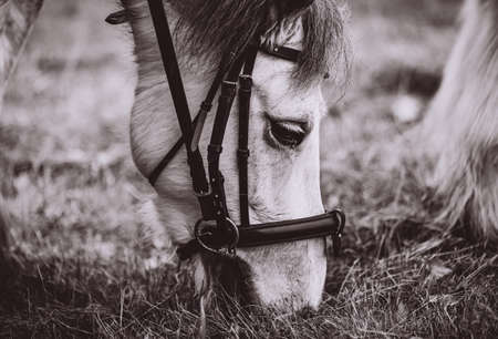 St. Hubertus ride in fall - hunt of fox Czech republicのeditorial素材