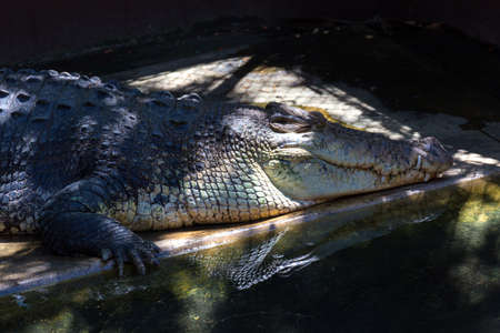 A grown-up crocodile in Palawan Wildlife Rescue and Conservation Center (Crocodile Farm) and sanctuary, Puerto Princesa, Philippinesの素材 [FY310122919728]