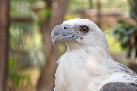 Eagle in the Philippinesの写真素材