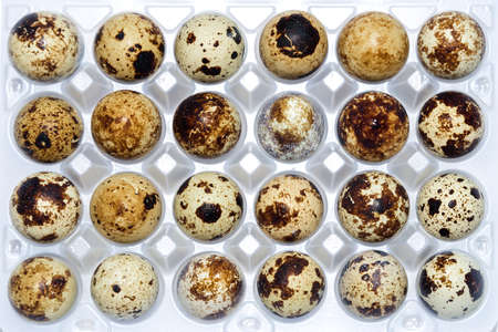 Quail eggs in pack, isolated on white
