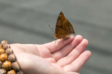 Butterfly in hands, close up