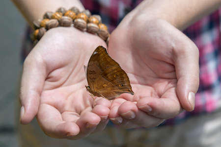 Butterfly in hands, close up