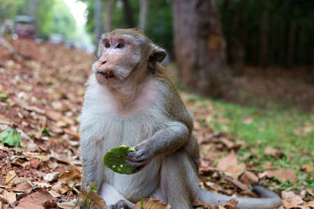 Wild long tail macaque monkey in the forest of Cambodiaの写真素材