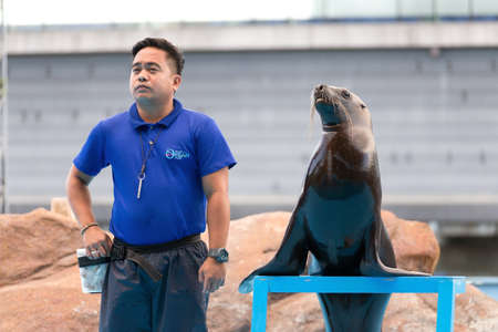 Manila, Philippines - April, 03, 2017: Trained black sea lion seal performing on stage with ball in zoo aquarium with zookeeperのeditorial素材