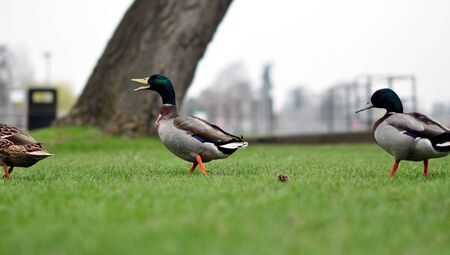 ducks in a parkの写真素材