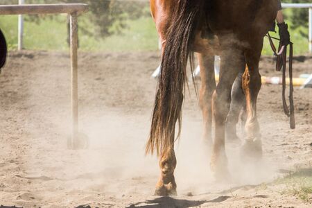 Horse tuning over the sandの写真素材