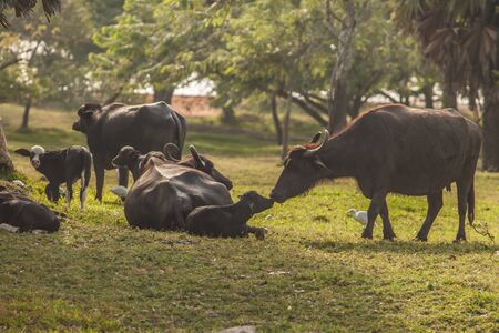 buffalo and her babyの写真素材