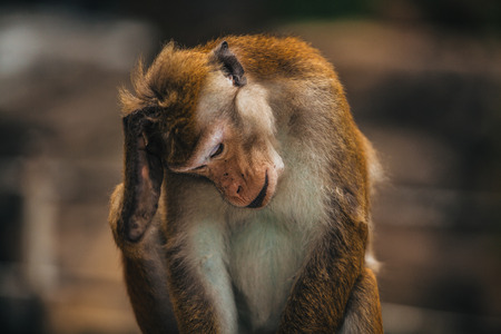 monkey scratching headの写真素材