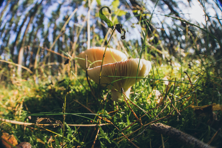 group of wild mushrooms in a forestの写真素材