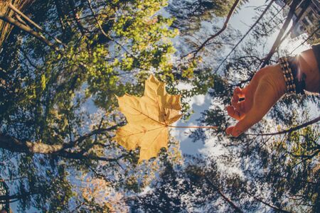 leafs falling in autumnの写真素材