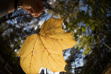 leafs falling in autumnの写真素材