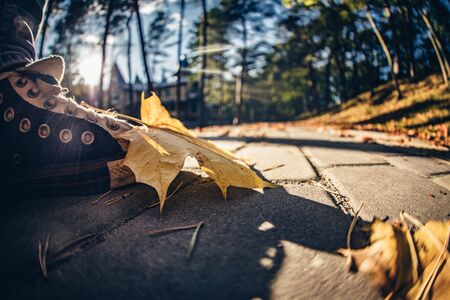 leafs falling in autumnの写真素材