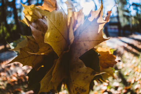 bunch of yellow leafs in autumnの写真素材