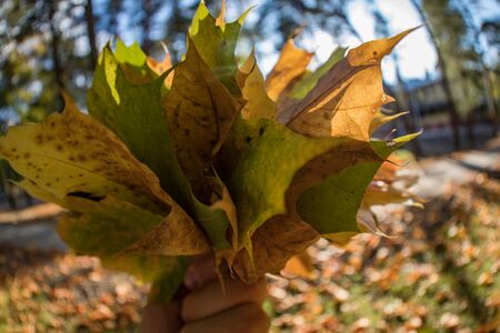 bunch of yellow leafs in autumn