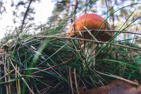 wild mushroom in the forest