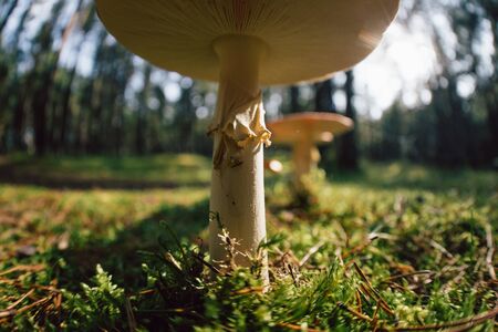 poisoned wild mushroomの写真素材