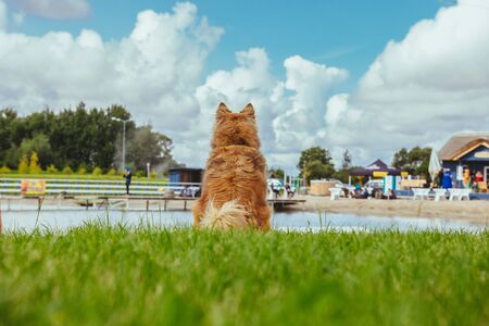 Dog siting and watching water sportsの写真素材
