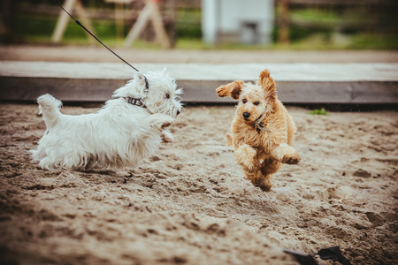 two cute dogs playingの写真素材