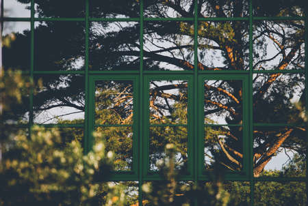 Treas is reflected in a huge windows fasadeの写真素材